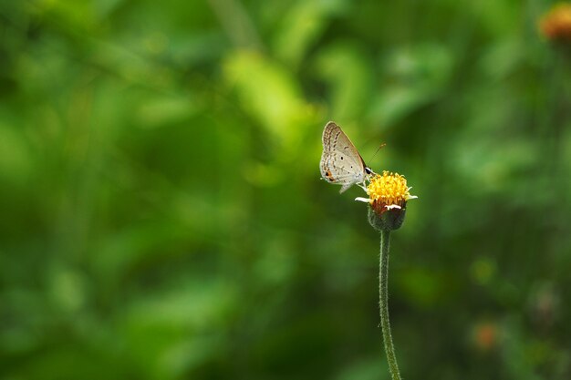 Little ironweed flowers with butterfly  in the garden