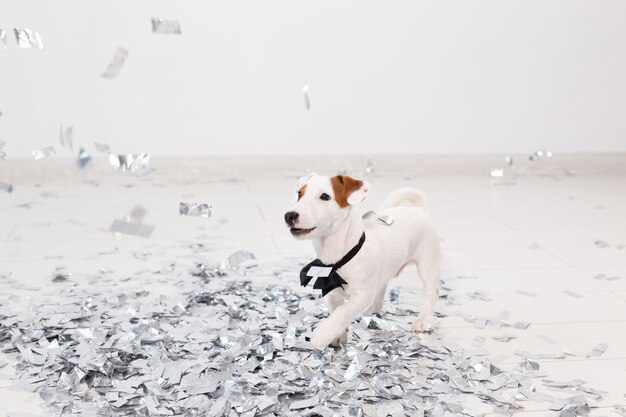 Il piccolo jack russel sta festeggiando un compleanno colorato