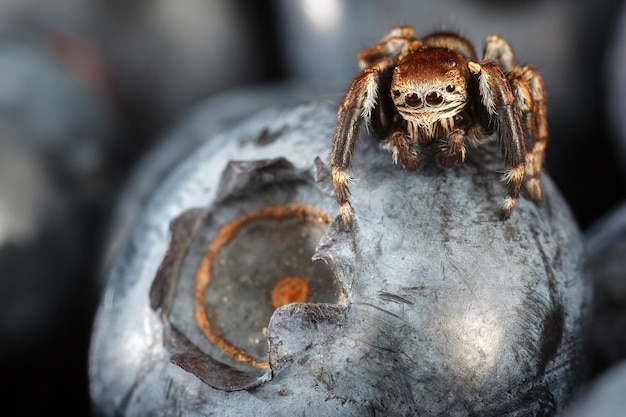 Photo little jumping spider on a blueberry vaccinium fruits of many species are eaten by humans