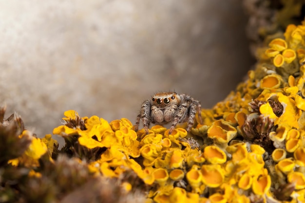 Little jumping spider on the yellow lichens.