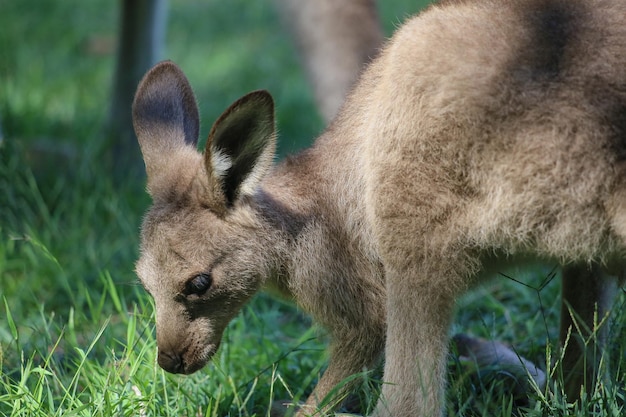 Little kangaroo baby kangaroo eating grass on green background close up Wildlife animals Australia