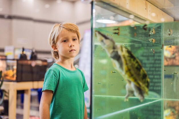 Маленький мальчик восхищается большими черепахами в террариуме через стекло