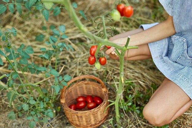 Little kid girl picking collect harvest of organic red tomatoes at home gardening