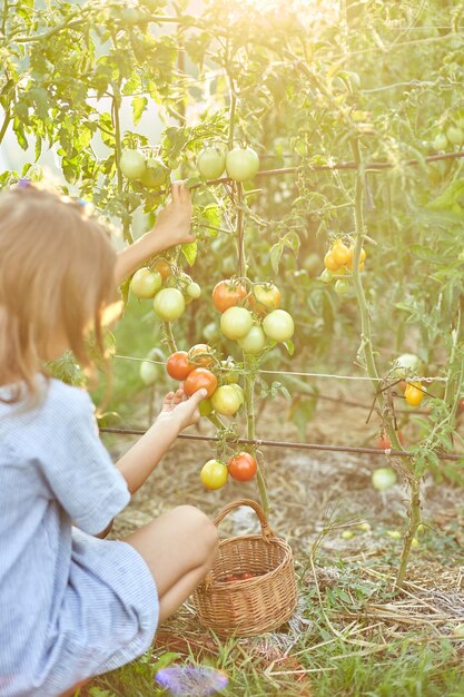 La raccolta della bambina del bambino raccoglie il raccolto dei pomodori rossi organici nel giardinaggio domestico