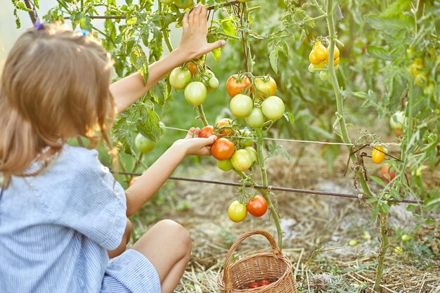 小さな子供の女の子のピッキングは、家庭菜園で有機赤いトマトの収穫を収集します