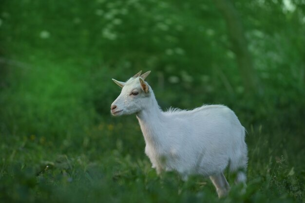 Little kid goat on  warm spring day