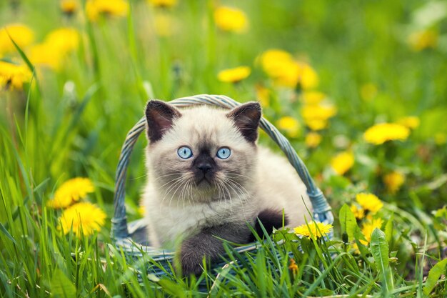 Little kitten in a basket on the grass with dandelions