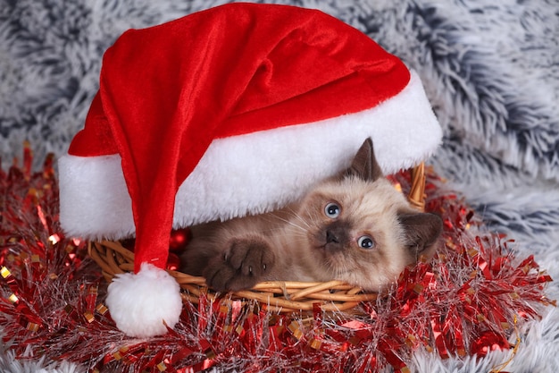 산타 모자와 반짝이 바구니에 작은 새끼 고양이