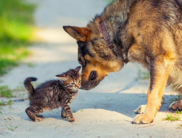 Маленький котенок и большая собака