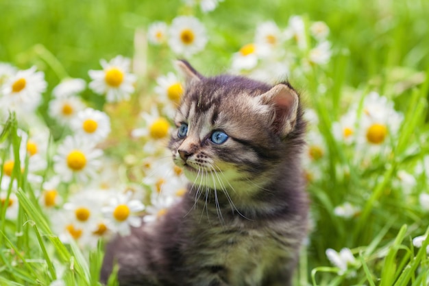 Little kitten in the camomile flowers