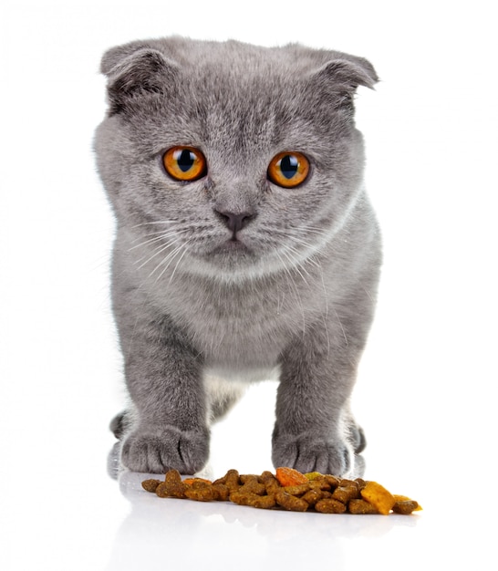 Little kitten eating pet food isolated