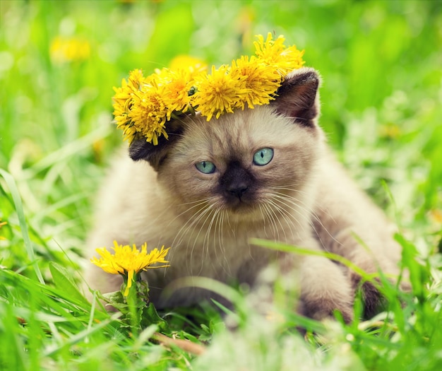 Маленький котенок наслаждается летом на лужайке с одуванчиками
