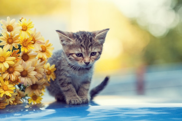 Piccolo gattino in giardino con fiori