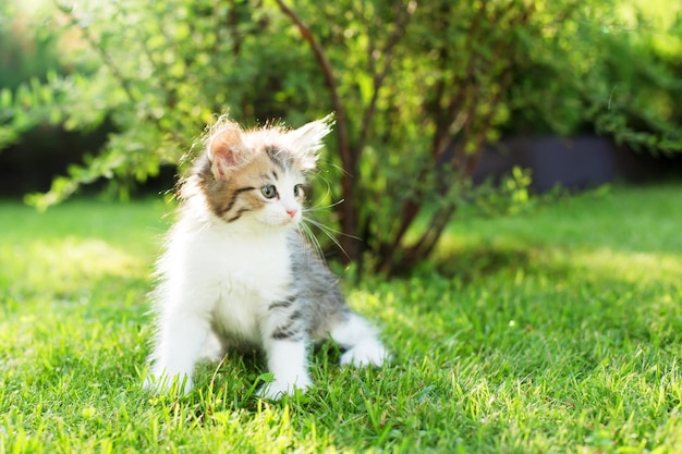 草の夏の小さな子猫