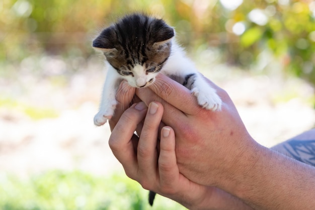 Little kitten held in hands looking down