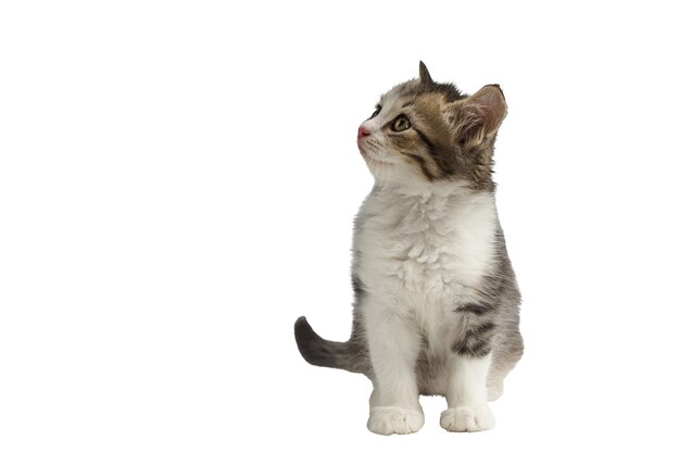 Little kitten isolated on white background. Tabby cat baby.