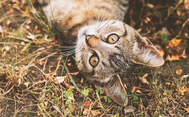 Маленький котенок лежит в саду