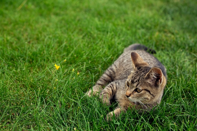 Photo little kitten lies in the grass