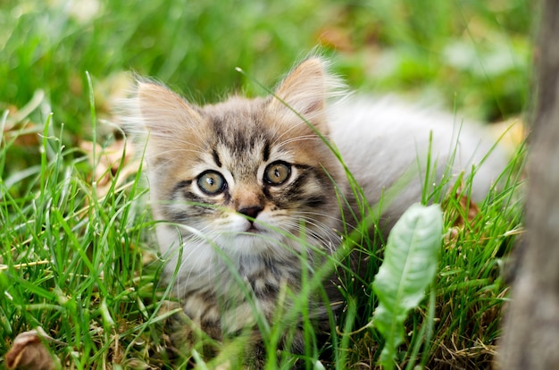 The little kitten lies in the grass