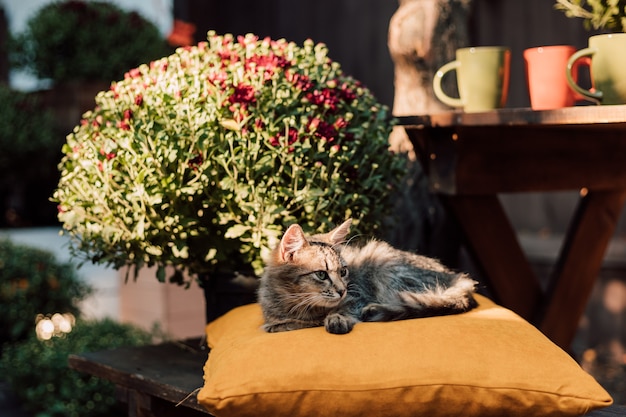작은 새끼 고양이는 가을에 마당에 있는 노란 베개에 누워 있다