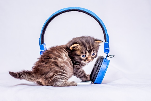 A little kitten listening to the sounds of the music near the headphones. Headphones for listening to your favorite music