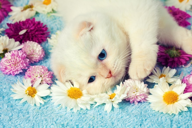 Маленький котенок лежит среди цветов