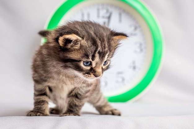 A little kitten near the clock. Watch the clock and save time