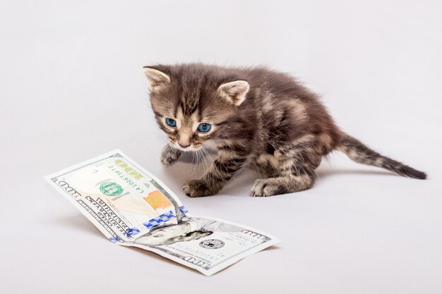 お金の近くの子猫。子猫はドルで遊んでいます。最初の給与