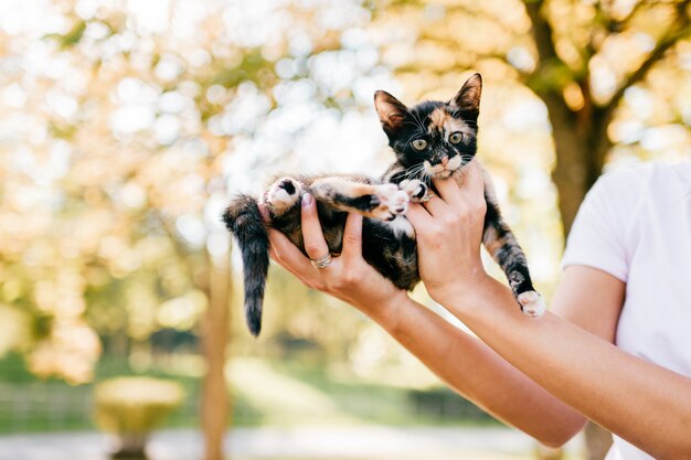 小さな子猫の屋外のポートレート。