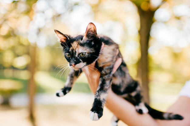 Little kitten  outdoor portrait.