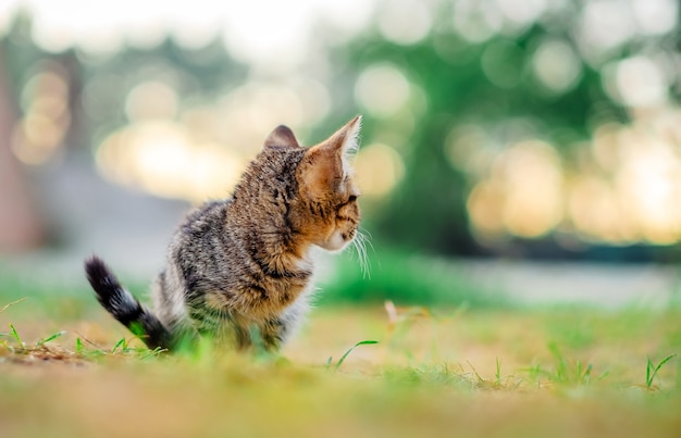 屋外の小さな子猫