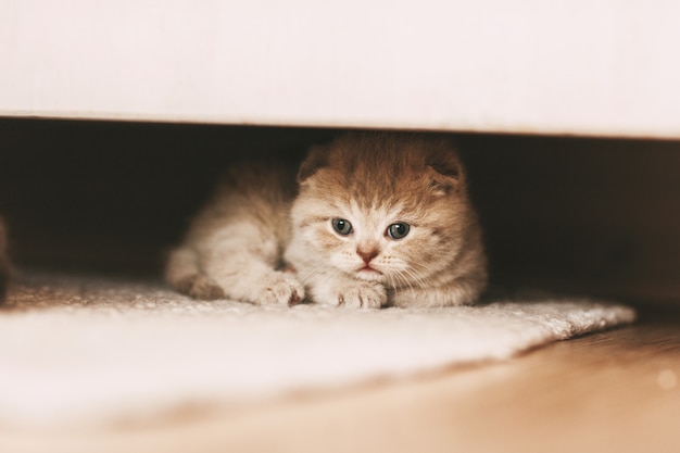 A little kitten peeks out from under the closet.