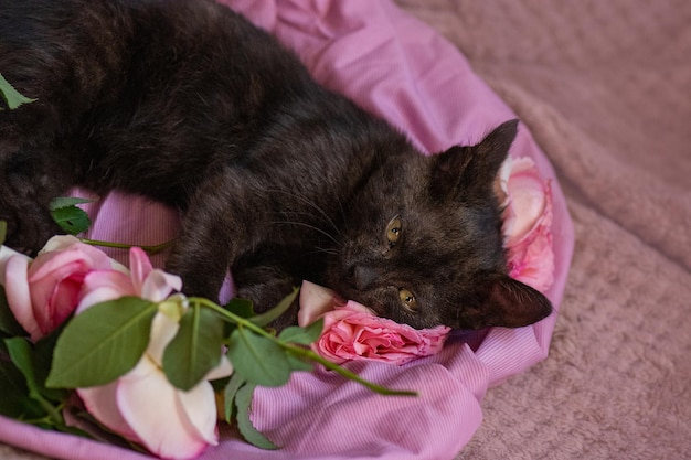 Little kitten and pink roses on soft bed portrait of black
kitten and pink roses on the sofa