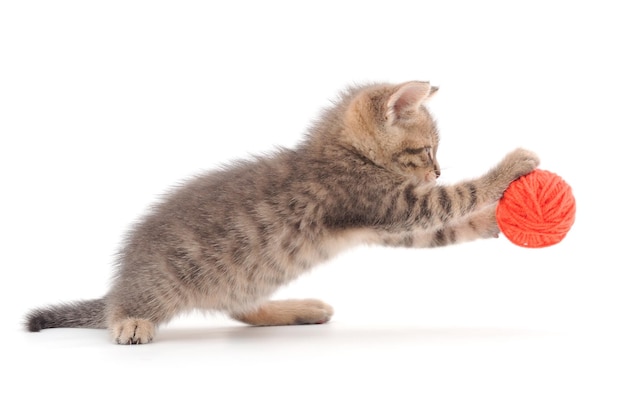 白い背景に隔離された糸のボールで遊ぶ小さな子猫