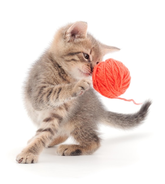 Little kitten playing with a ball of yarn