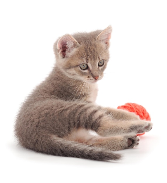 Little kitten playing with a ball of yarn