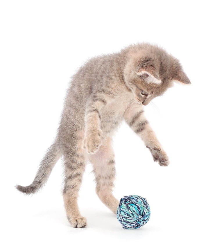 Photo little kitten playing with a ball of yarn