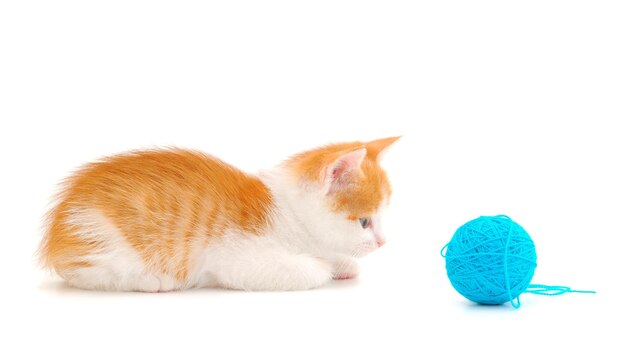 Photo little kitten playing with a ball of yarn