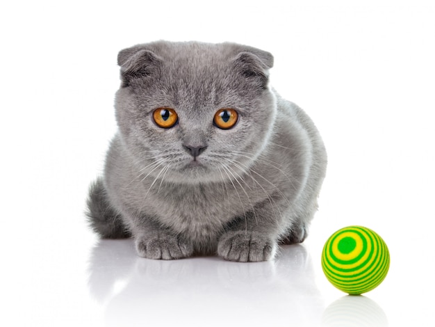 Little kitten playing with balls isolated