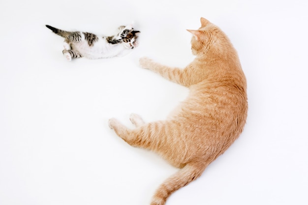 Little kitten playing with a big ginger cat