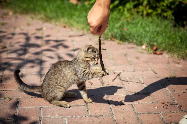 Little kitten playing with feather at yard at sunny day