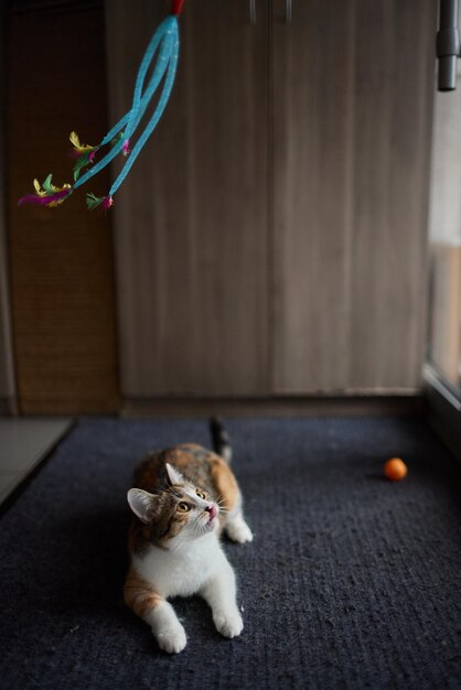 Little kitten playing with a toy on a rope