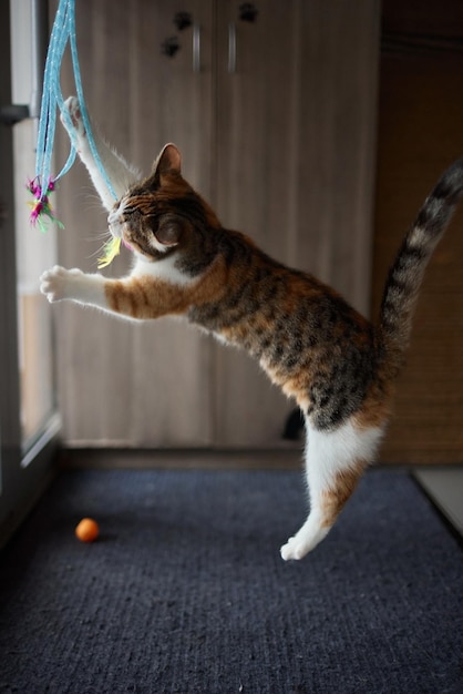 Piccolo gattino che gioca con un giocattolo su una corda