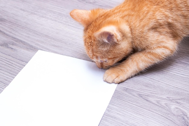 Little kitten playing with a white sheet of paper