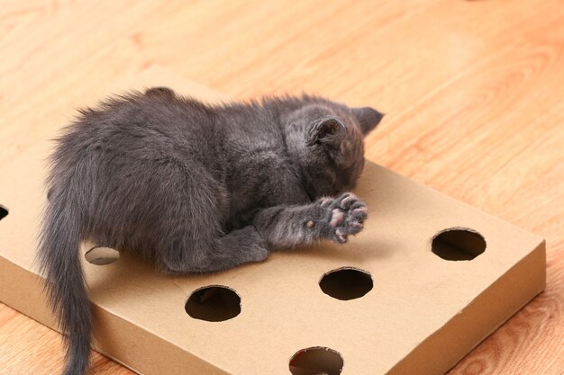 A little kitten plays with interactive handmade toy cardboard box with holes with cat toys inside