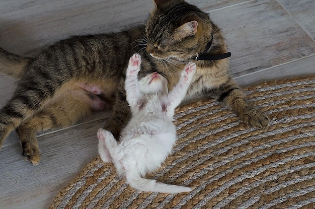 Little kitten plays with mother cat