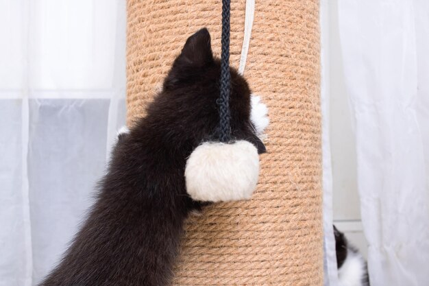 A little kitten plays with a scratching post