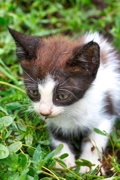 緑の草の中に座って隠れている子猫