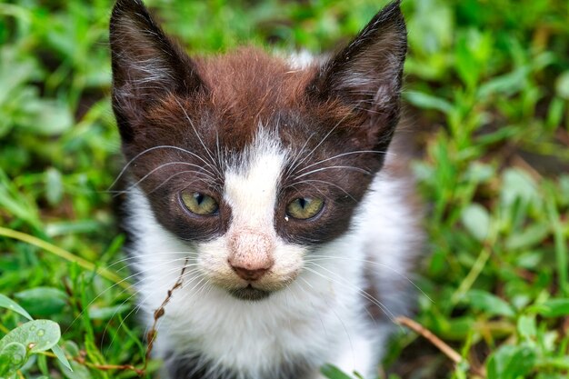 Little kitten sits and hides in the green grass