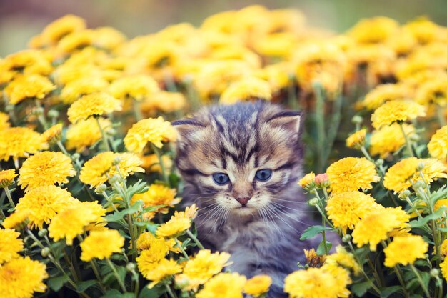 The little kitten sits in yellow flowers